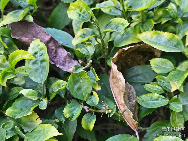 【葉落成詩】好天氣