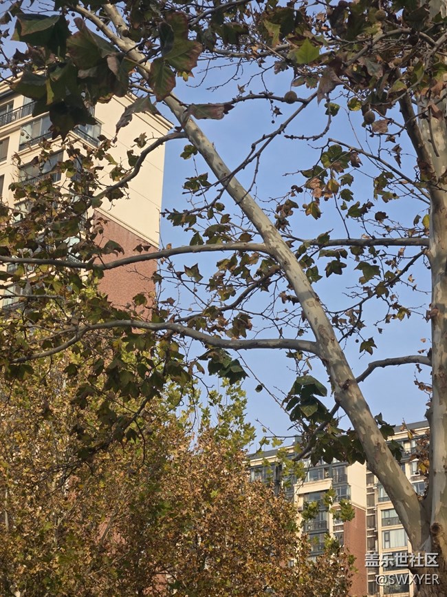 【葉落成詩】月末的清晨