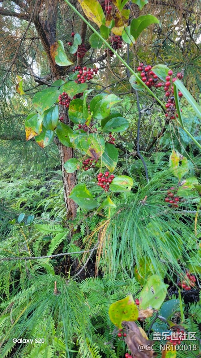 【鵬城尋冬記】收獲秋天