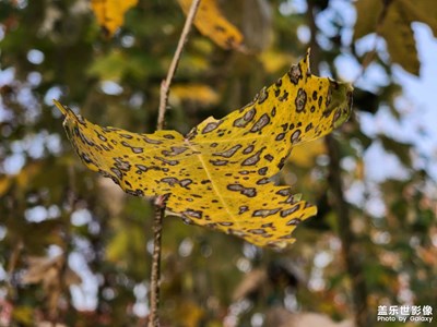【拍有意境】+冬已至葉未央