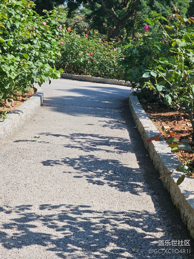 【光影里的故事】月季