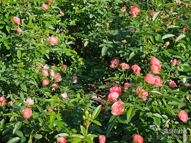 【光影里的故事】月季