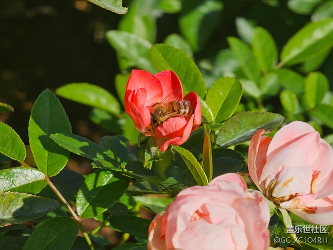 【光影里的故事】月季