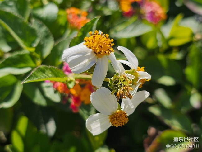 【簡而美】花朵