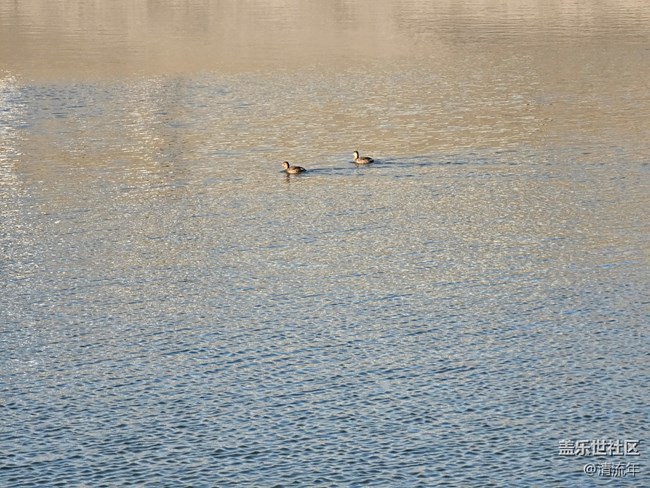 【簡而美】水中美