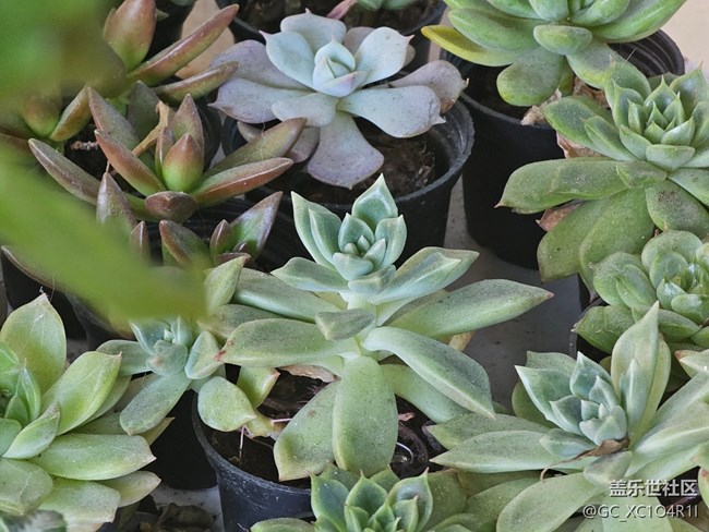 【簡而美】花朵