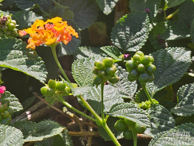 【簡而美】花朵