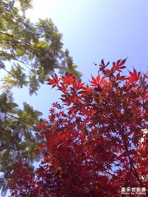 【拍有意境】樹、飛鳥和天空