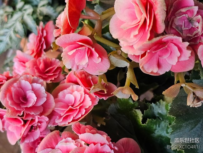 【簡而美】花朵