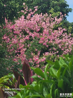 【拍有意境】公園漫步