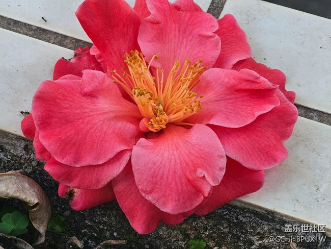 【簡而美】日常