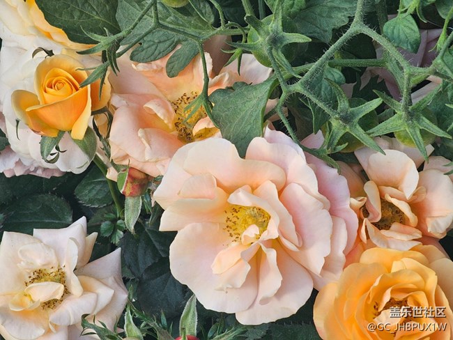 【簡而美】街道