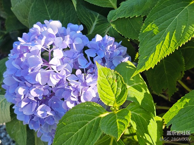 【光影里的故事】花花草草