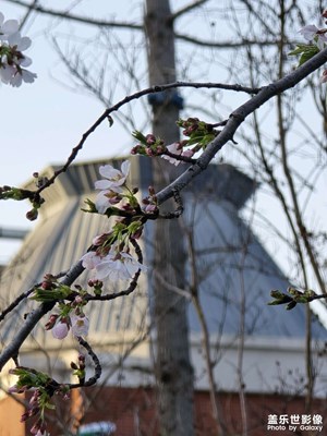 【拍有意境】+櫻花