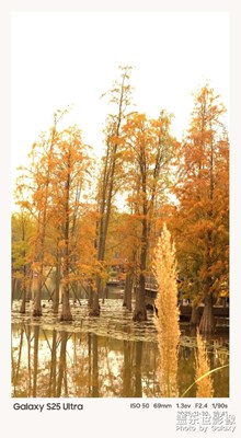 秋意漸濃
     湖畔的金色樹林如詩如畫
