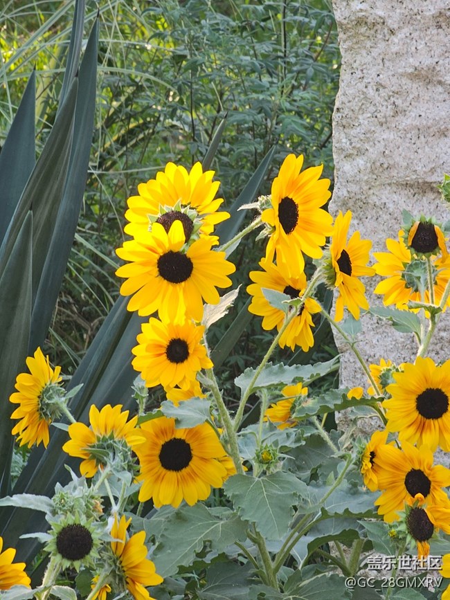 【簡而美】花花世界