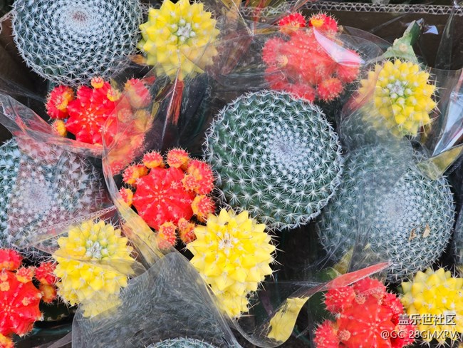 【簡而美】綠色