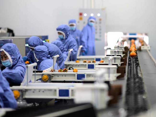 小柿子撬動大產(chǎn)業(yè)，中國三星助力灣里村繪就鄉(xiāng)村振興新圖景