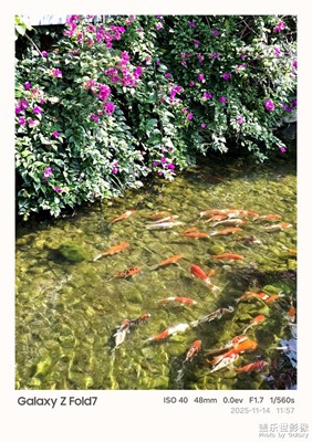 【拍有意境】一池錦鯉，揉碎了江南的溫柔?? 