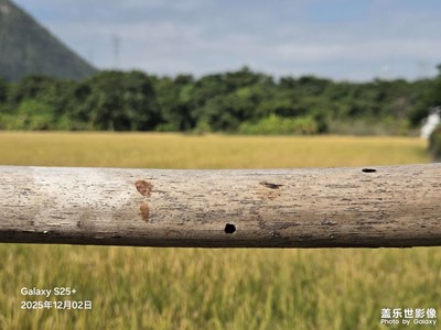 【拍有意境】秋日