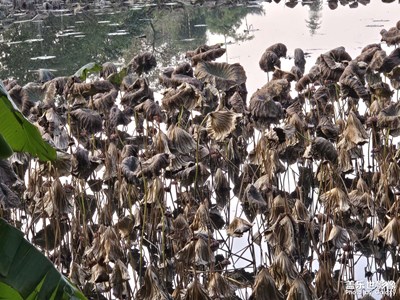 【拍有意境】枯荷