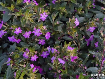 【拍有意境】芬芳意境