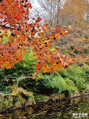 蘇州天平山楓葉紅了（一）