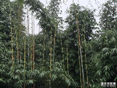 【拍有意境】翠綠竹林