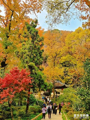 蘇州天平山楓葉紅了（二）