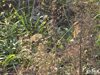 【拍有意境】自由自在