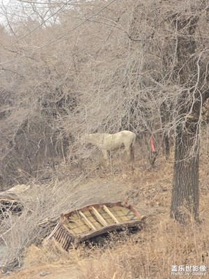 【拍有意境】+凈月潭