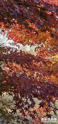 【拍有意境】+紅楓