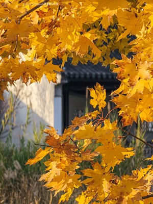 GalaxyS23Ultra 園林深秋（二）