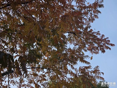 【拍有意境】秋天的風