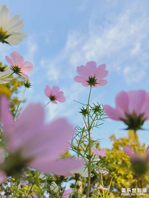 【順光逆光】這個(gè)季節(jié)還有花