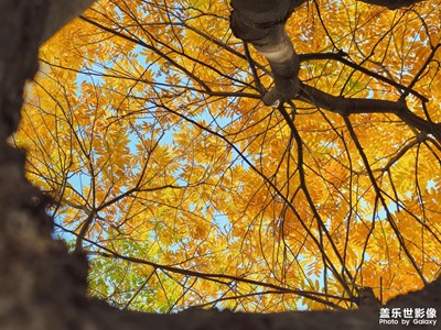 【初冬限定幀】+最亮眼的橙黃色