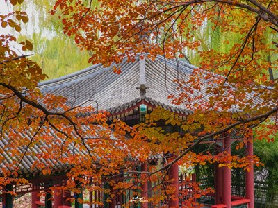 Galaxy S23 Ultra 走進秋天（四）