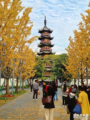 上海龍華寺銀杏黃了