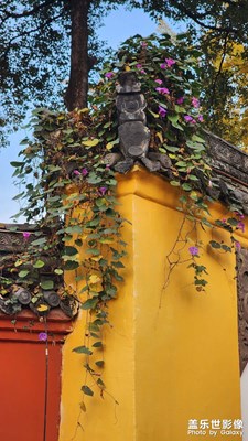 【初冬限定幀】+文殊院金黃銀杏溫暖陽光