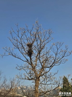 【初冬限定幀】初冬的院落