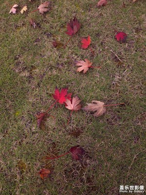 【初冬限定幀】初冬也是五顏六色