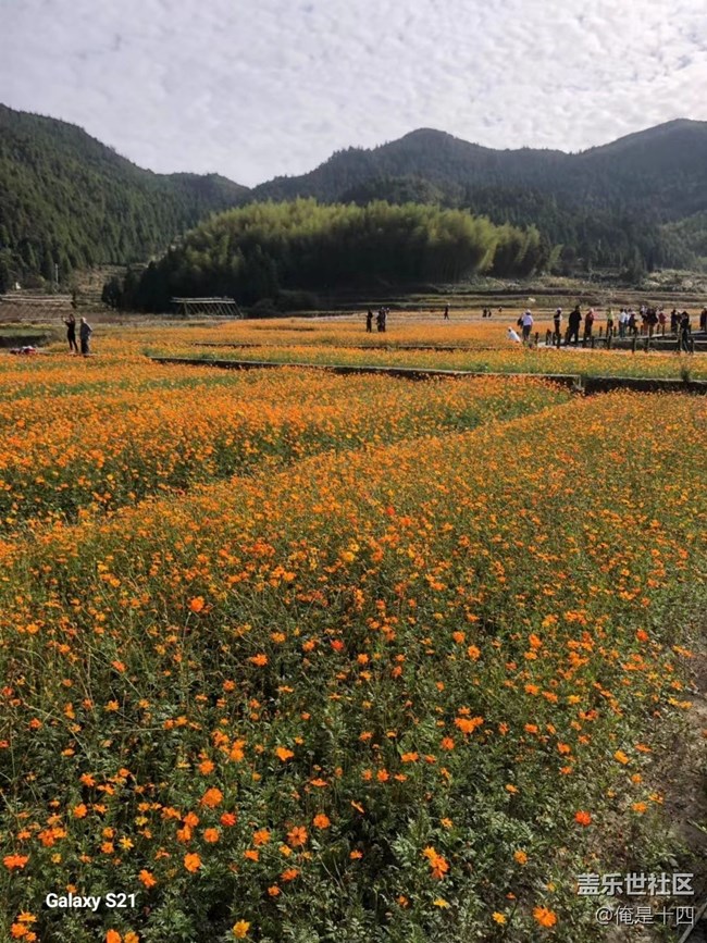 【三星視界】家鄉(xiāng)花圃