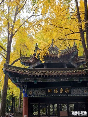 【初冬限定幀】成都文殊院，滿院黃金樹