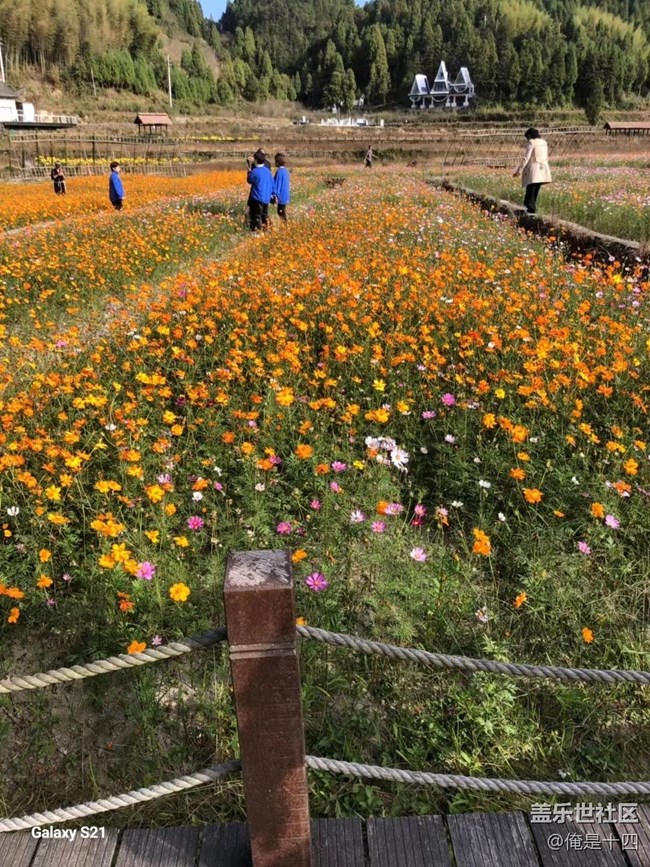 【三星視界】家鄉(xiāng)花圃