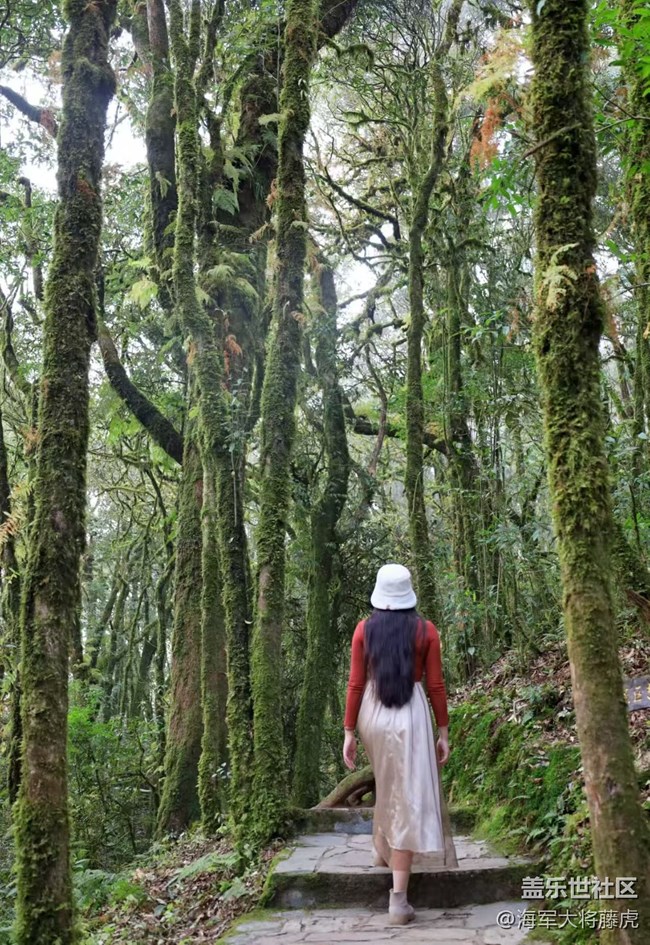 【瞬間】雨林里的瞬間，是裹著苔蘚的溫柔