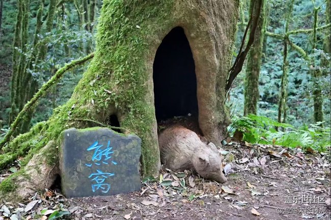 【瞬間】雨林里的瞬間，是裹著苔蘚的溫柔