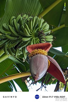 【初冬限定幀】碩果累累的野生蕉