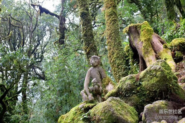【瞬間】雨林里的瞬間，是裹著苔蘚的溫柔