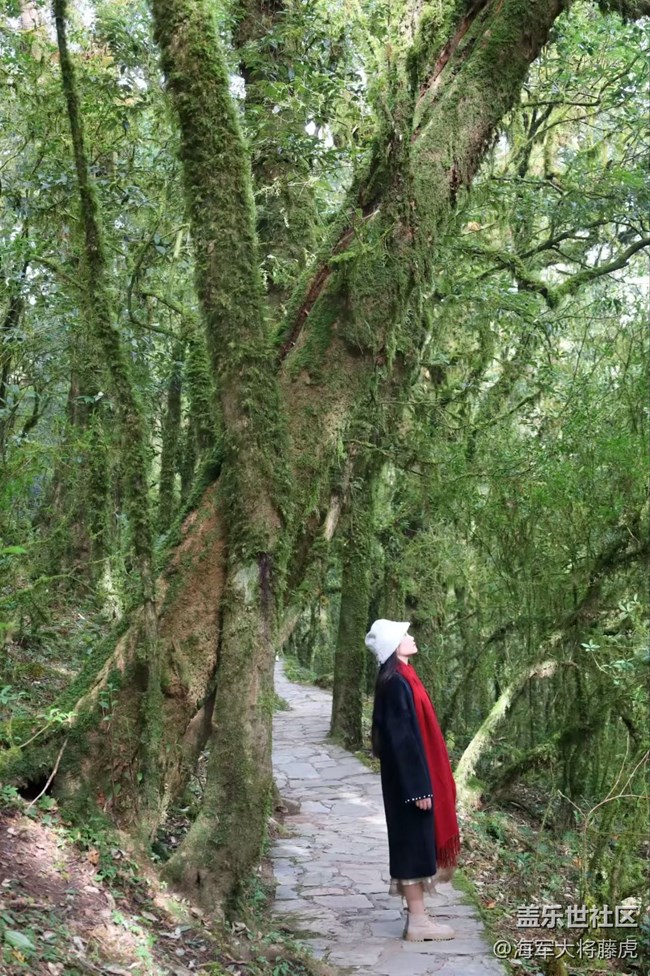【瞬間】雨林里的瞬間，是裹著苔蘚的溫柔