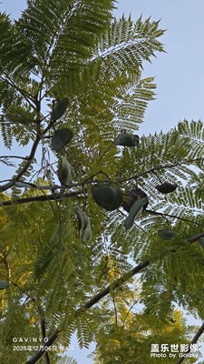 【初冬限定幀】藍花楹